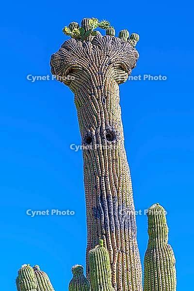 A long, slender saguaro cactus in Tucson, Arizona [IBR125344294]