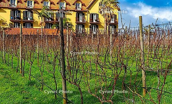 Vineyard and yellow hotel in Santana Madeira [IBR125344312]