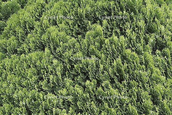 Oriental arborvitae (Platycladus orientalis) [IBR113372474]