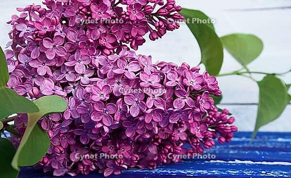 Branch of purple lilac with green leaves on a blue wooden surface, close-up [IBR125363540]