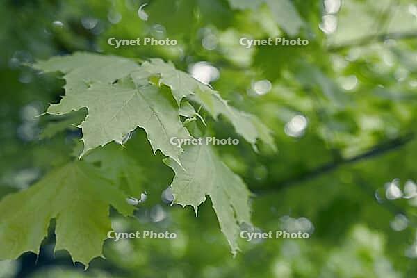 Close up of green Maple tree leaves with copy space. Natural background. [IBR125363557]