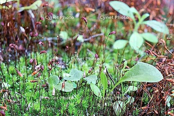 Macro landscape. Moss and small green plants close-up [IBR125363567]