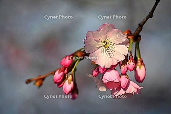 Spring flowers. Beautifully blossoming tree branch. Cherry - Sakura and Sun with a Natural Colored Background [IBR125363581]
