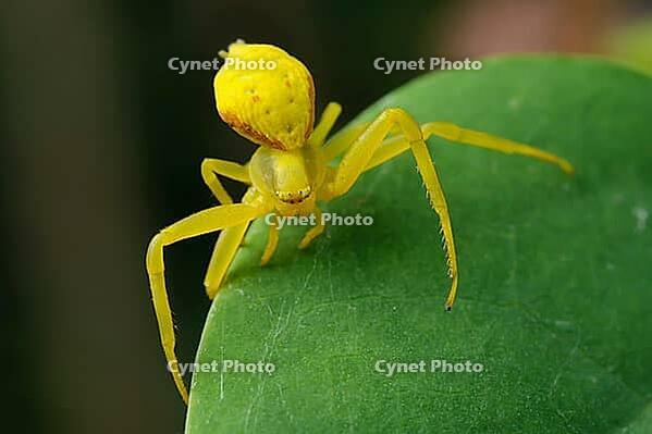 Yellow spider is sitting on a green leaf close-up. Blurring the background. Close-up [IBR125363591]