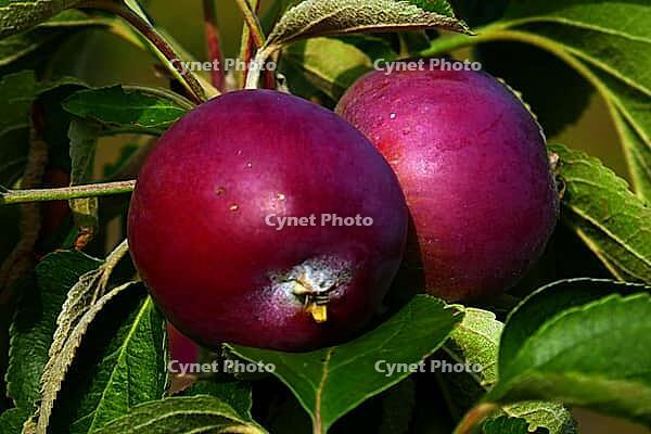 Red-fleshed apple variety [IBR125363592]