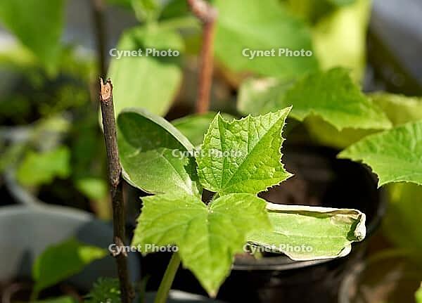 Green sprouts of cucumbers, seedlings for planting in the ground, close up [IBR125363600]