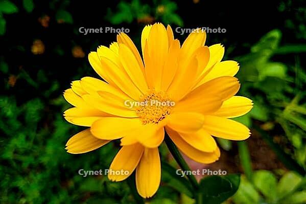 Calendula flower and leaf Calendula officinalis, pot, garden or English marigold plant, nature green background. Calendula flower on summer day [IBR125363602]