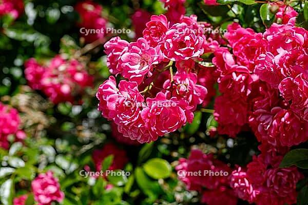 Close-up of vibrant pink roses in full bloom, with lush green foliage providing a soft, natural background [IBR125363603]