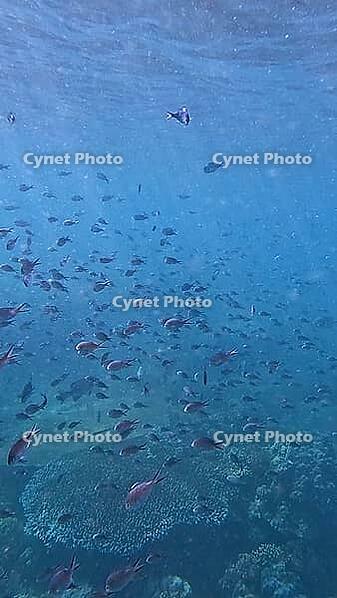 Mass of fish in a feeding frenzy in the hazy blue water during a phytoplankton bloom. Dauin, Negros Island Region, Philippines [IBR125363620]
