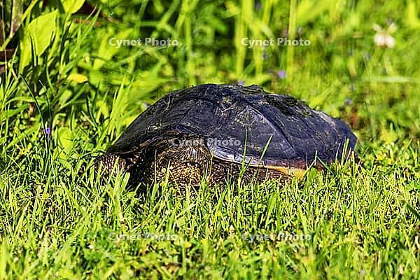 The common snapping turtle (Chelydra serpentina) on a meadow [IBR125363624]