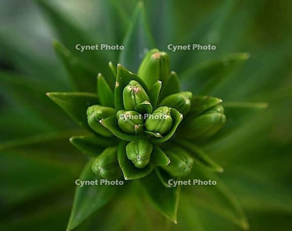 Green leaves and unbroken buds of a lily, top view, green background [IBR125382568]