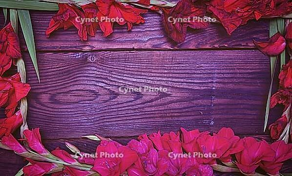 Red galadiolus on a brown wooden background, free space in the middle [IBR125382571]