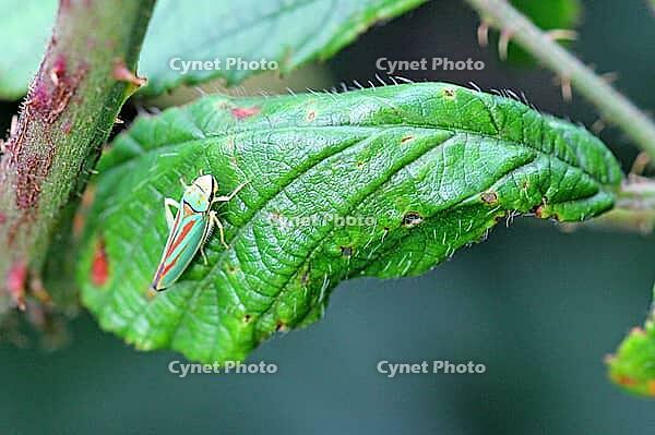 A small, colourful insect (rhododendron cicada) is perched on a green leaf in the countryside, Horn Bad Meinberg [IBR125382572]
