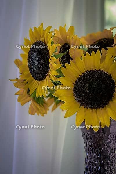 Sunflowers in Glass Vase Next to Window: Cozy Decor and Autumn Still Life Concepts [IBR125382592]