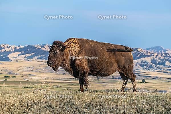 American bison grazing in Badlands National Park, South Dakota [IBR125382606]