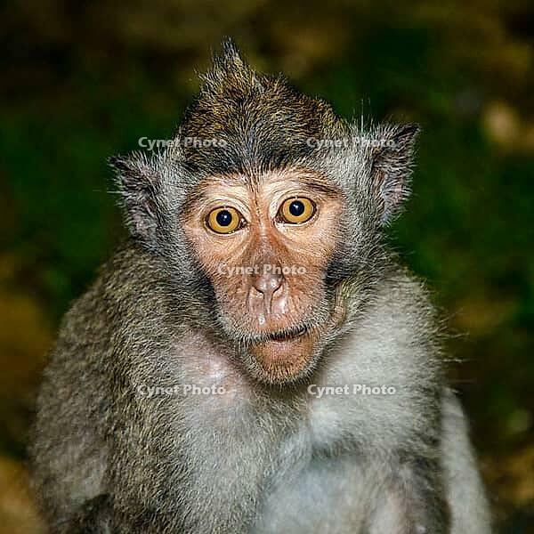 Monkey pretended to know nothing [IBR125382629]
