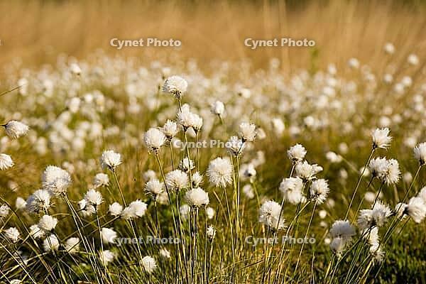 Cottongrass fruits after flowering [IBR125382631]