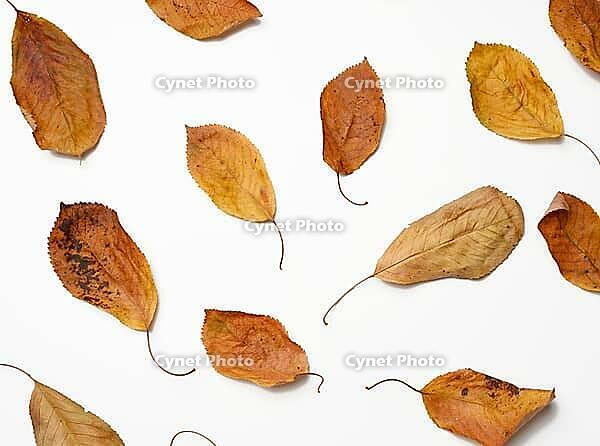 Dry golden cherry leaves on white background, top view [IBR125382637]