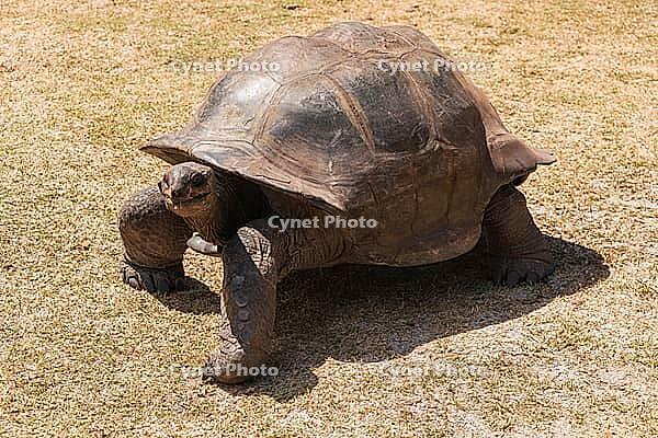 Marching Aldabra Giant Tortoise At The Tortoise Sanctuary On Curieuse Island, Seychelles [IBR125382651]