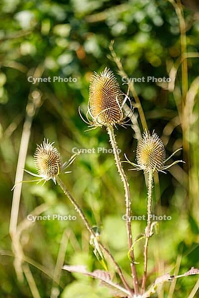 Three Dried Teasel Plants stood prominently against a blurred green foliage background. The plants are brown and spiky, with long stems [IBR125382657]