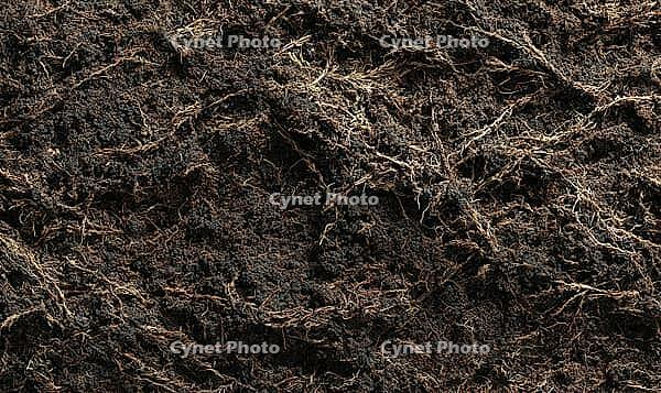 Front-facing texture of compacted forest humus layer, dark organic fine texture. AI generated [IBR125395915]