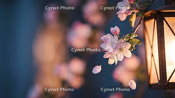 Apple Tree Blossoms at Dusk Lit by a Warm Garden Lantern with Drifting Petals, Spring Bloom Bokeh Background with Copy Space, AI generated [IBR125395921]