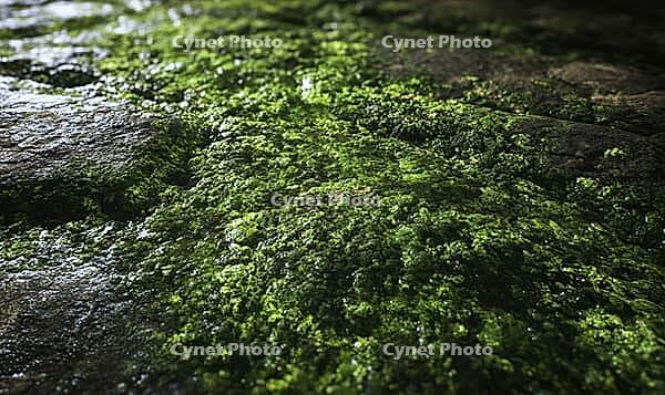 Front-facing texture of green algae layer on stone, moist organic surface. AI generated [IBR125395923]