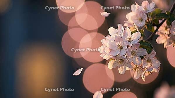 Apple Tree Blossoms at Dusk Lit by a Warm Garden Lantern with Drifting Petals, Spring Bloom Bokeh Background with Copy Space, AI generated [IBR125395924]