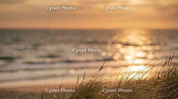 Sea Horizon at Sunset with Golden Light Path and Blurred Dune Grass, Warm Ocean Sparkle Bokeh Background with Copy Space, AI generated [IBR125395931]