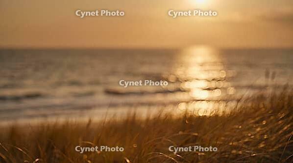 Sea Horizon at Sunset with Golden Light Path and Blurred Dune Grass, Warm Ocean Sparkle Bokeh Background with Copy Space, AI generated [IBR125395933]