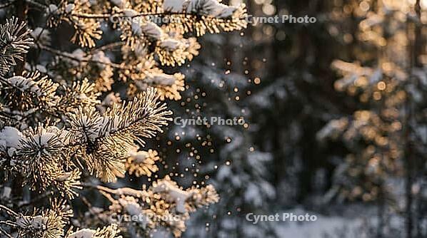 Low Sun Rays Through Snowy Pine Branches at Golden Hour with Sparkling Frost Bokeh, Winter Forest Background with Copy Space, AI generated [IBR125395945]