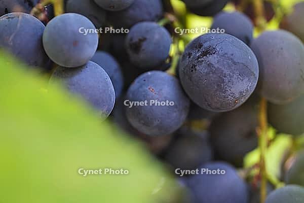 Red grapes (Vitis), Loureira, Leiria District, Centro Region, Portugal [IBR125405012]
