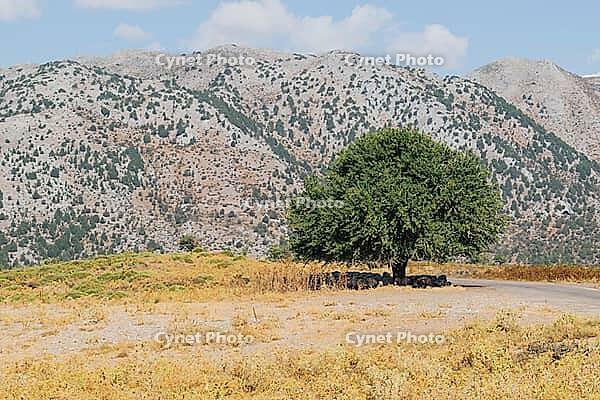 Greek traditional village Omalos in the mountains of Crete, where a flock of sheep hides from the sun in the cool shade of a leafy tree [IBR125405013]