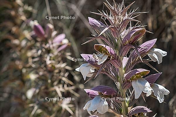 Acanthus flower in warm Mediterranean climate, nectar source for butterflies, plant Bears breeches. [IBR125405014]