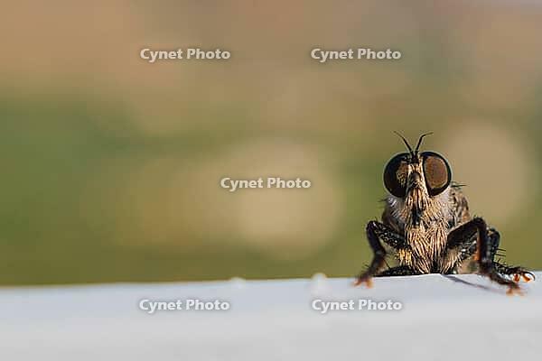 Hairy robber fly with large eyes captured on Crete. Machimus rusticus. Copyspace for your text . [IBR125405019]
