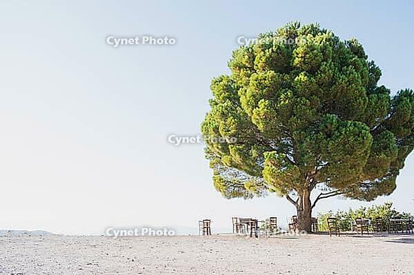 Authentic simple Cretan outdoor cafe in the mountains, with wooden chairs and tables placed under a large pine tree during sunny summer weather [IBR125405024]