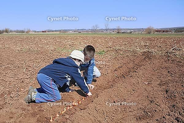 Two cute boys playing and sowing onion [IBR125405025]