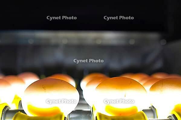 Chicken eggs on conveyor, rejection, marking, and sorting for further packing [IBR125405026]