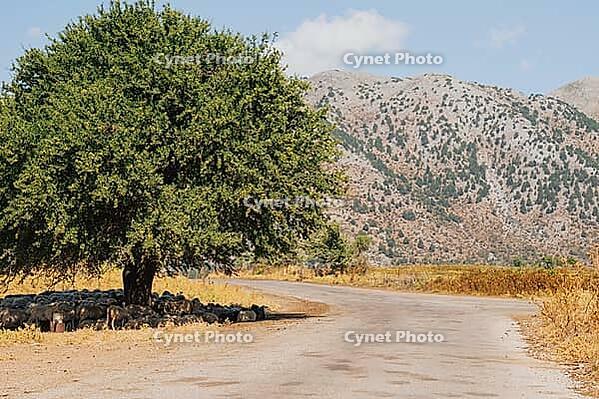 Greek traditional village Omalos in the mountains of Crete, where a flock of sheep hides from the sun in the cool shade of a leafy tree [IBR125405058]