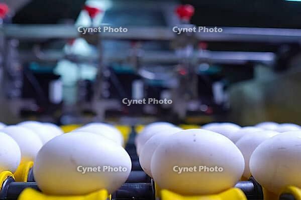 Chicken eggs on conveyor, rejection, marking, and sorting for further packing [IBR125405060]