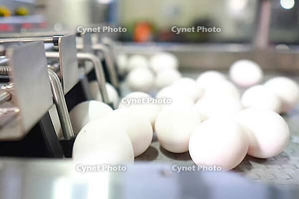 Chicken eggs on the conveyor on the way to the packing department [IBR125405062]