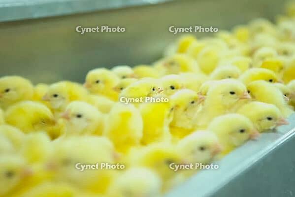 Day-old chicks on the farm clump together [IBR125405067]