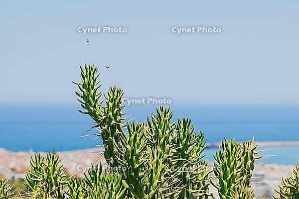 Tree like Austrocylindropuntia cactus in Crete with coastal town of Rethymno in the background in the Mediterranean. [IBR125405078]