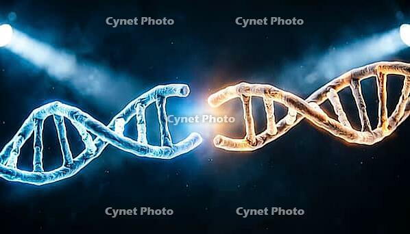 Abstract two glowing blue and amber DNA fragments joining at sticky ends, dark background, studio shot, AI generated [IBR125407445]