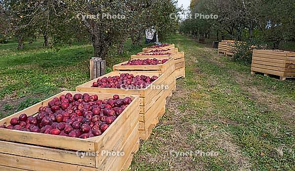 Several wooden boxes with red apples on the grass garden [IBR125411072]