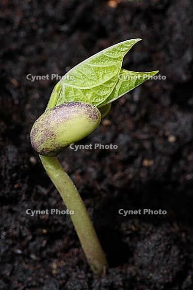 Fresh sprouting garden bean [IBR125411080]
