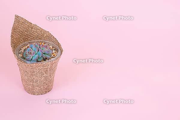 Small juicy Echeveria Apus in a pot and wrapped in burlap on a pink pastel background [IBR125411082]