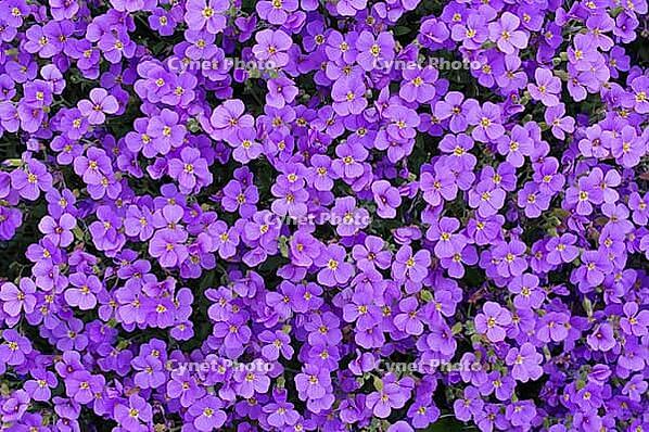 Blue pillow flower carpet [IBR125411083]