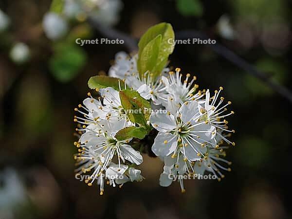 Apple tree blossoms [IBR125411091]