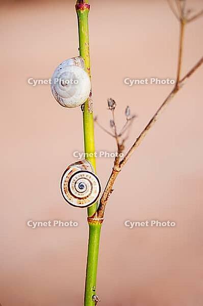 Dune snail collection - Praia da Figueira - Algarve - Portugal [IBR125411144]